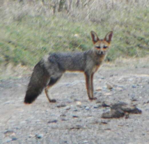 Слика од Vulpes chama (A. Smith 1833)