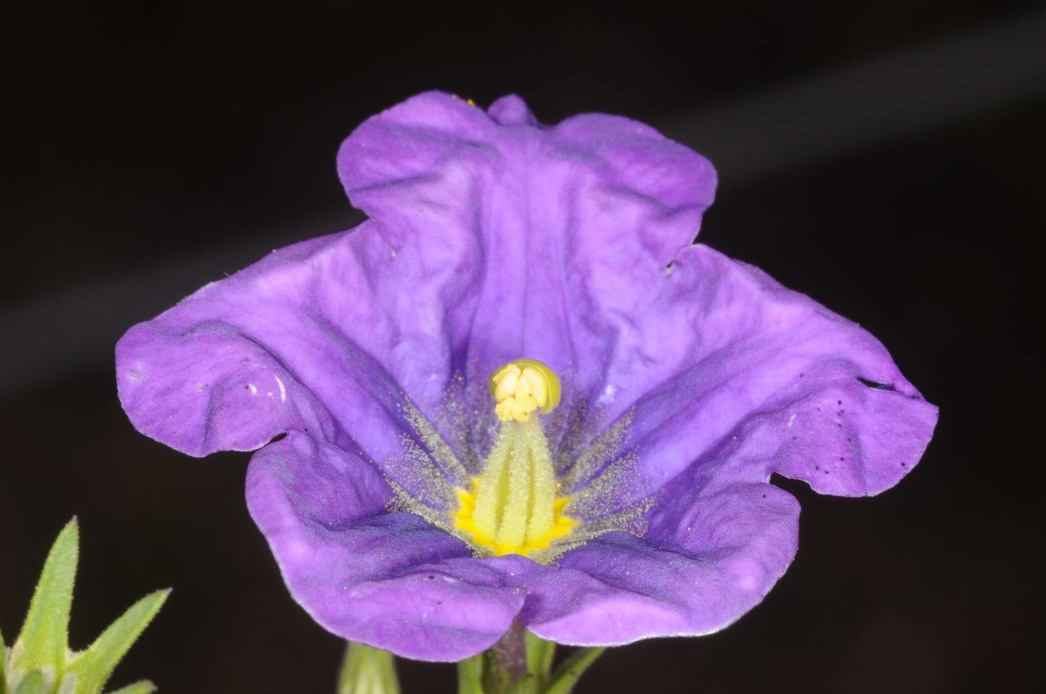 Image of Nierembergia linariifolia var. pampeana (Millán) A. A. Cocucci & A. T. Hunziker