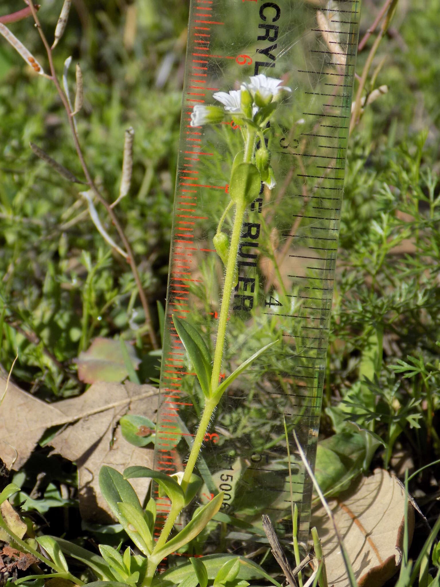 صورة Cerastium brachypodum (Engelmann ex A. Gray) B. L. Rob.