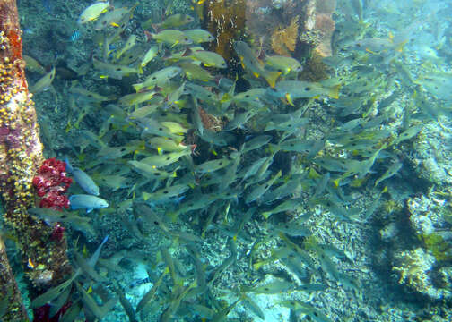 Image of Blackspot snapper