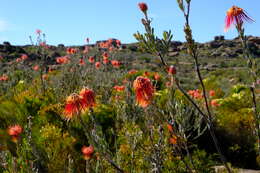 Sivun <i>Leucospermum <i>reflexum</i></i> var. reflexum kuva