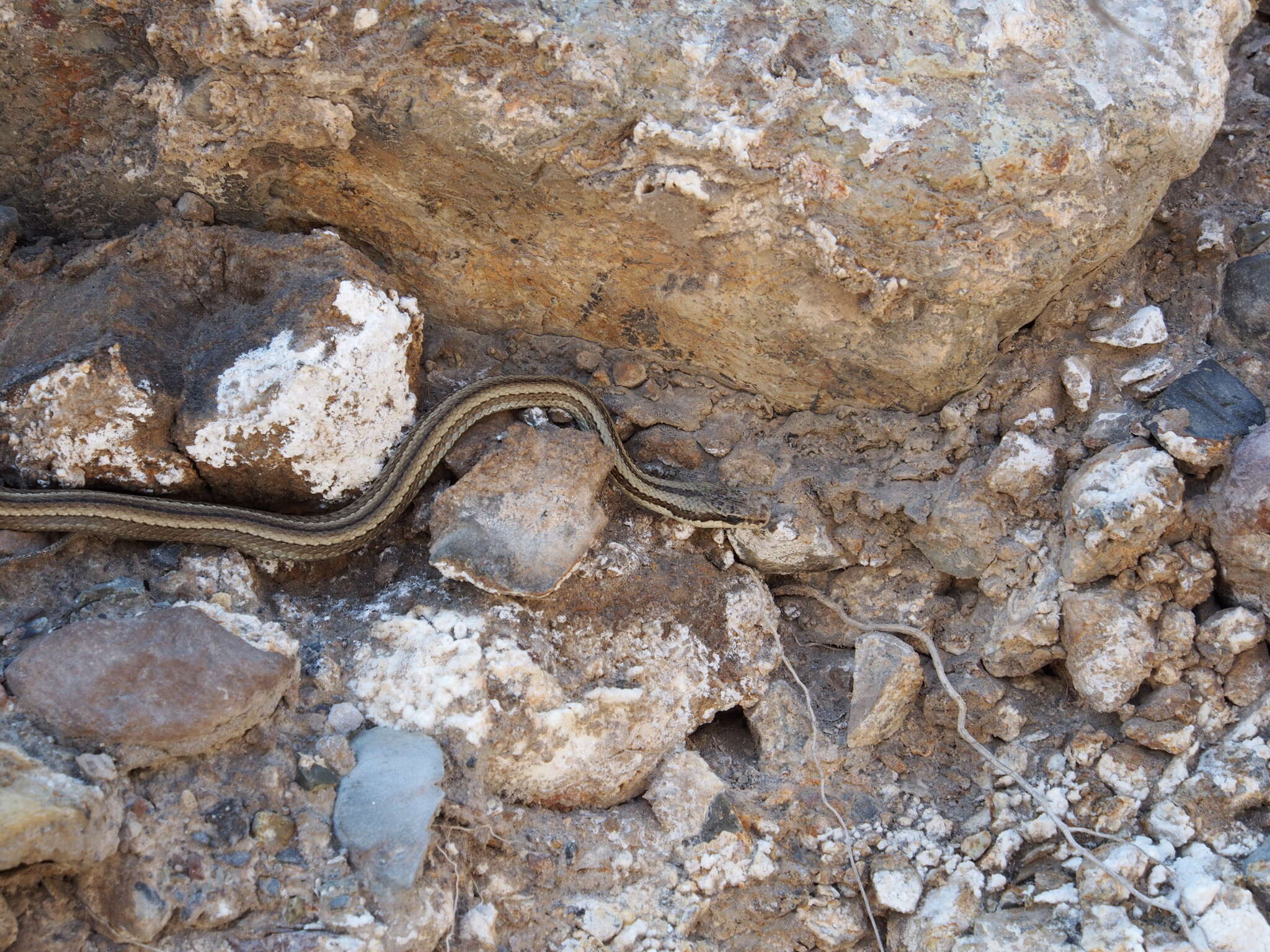 Pseudalsophis elegans (Tschudi 1845) resmi