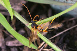 Image de Therion circumflexum (Linnaeus 1758)