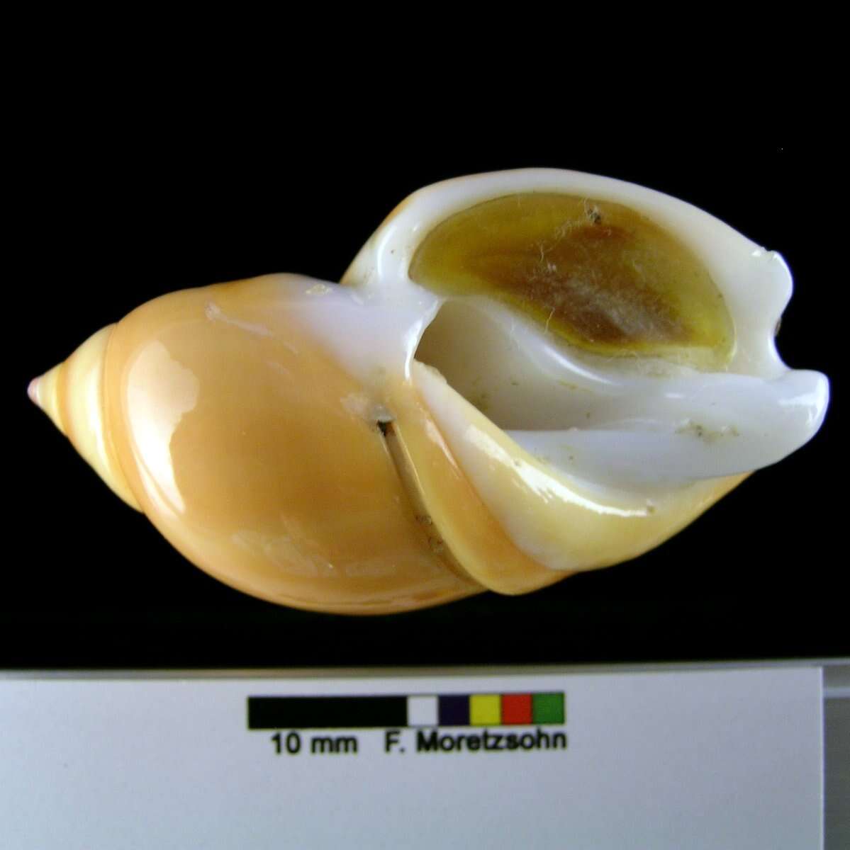 Image of Eburna lienardii (Bernardi 1859)