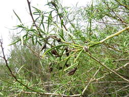 Eremophila racemosa (Endl.) F. Muell. resmi