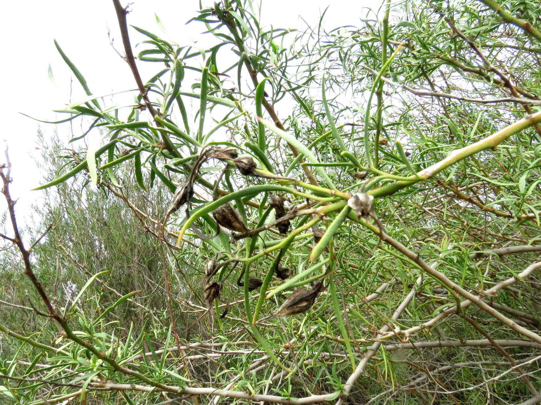 صورة Eremophila racemosa (Endl.) F. Muell.