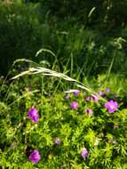 صورة Helictochloa pratensis (L.) Romero Zarco