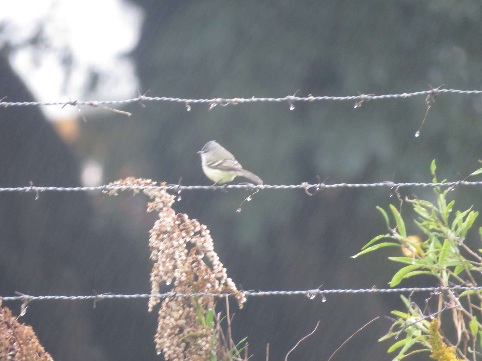 Image of White-crested Tyrannulet