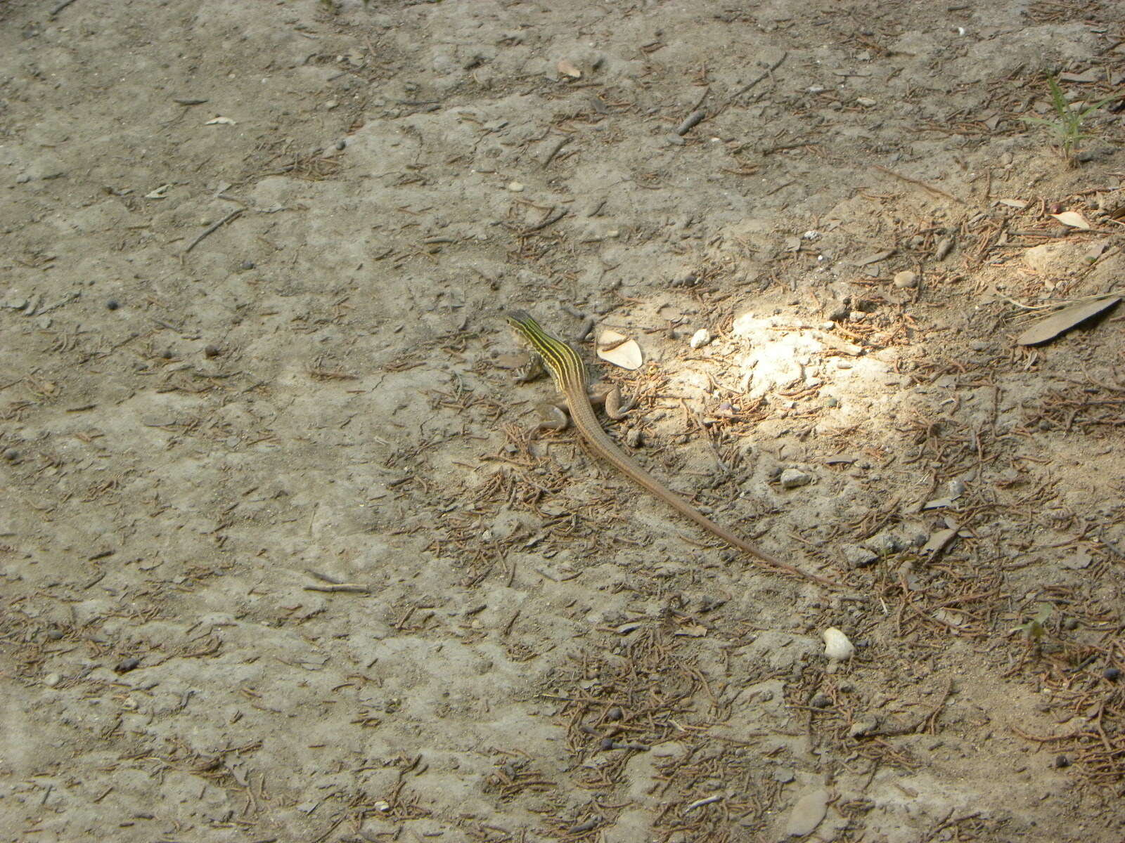 Image of Common Spotted Whiptail