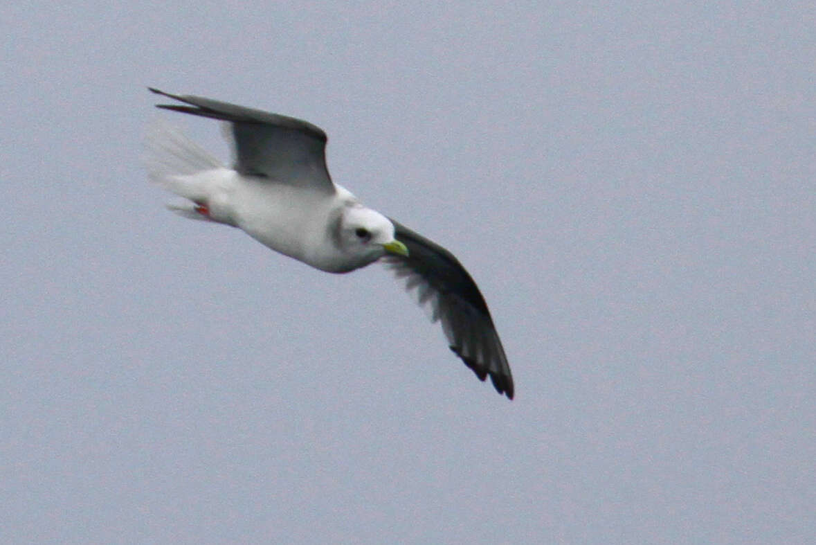 Image of Red-legged Kittiwake