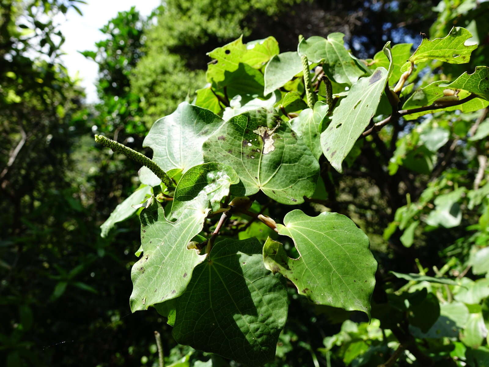 Image of Kawakawa looper moth