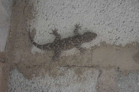 Image of Giant Leaf-toed Gecko