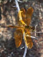 Image of Mexican Amberwing