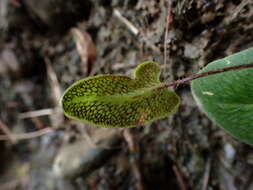 Image of Mickelopteris cordata (Hook. & Grev.) Fraser-Jenk.