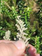 Image of Baccharis uncinella DC.