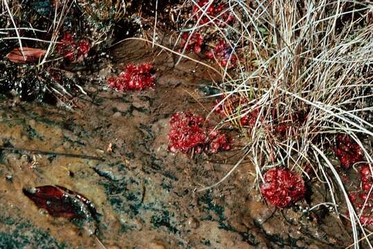 Image of Drosera burkeana Planch.