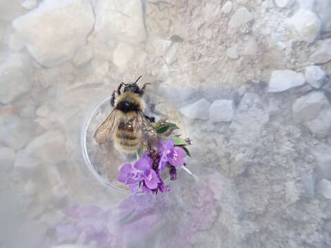 Image of Bombus mucidus Gerstäcker 1869