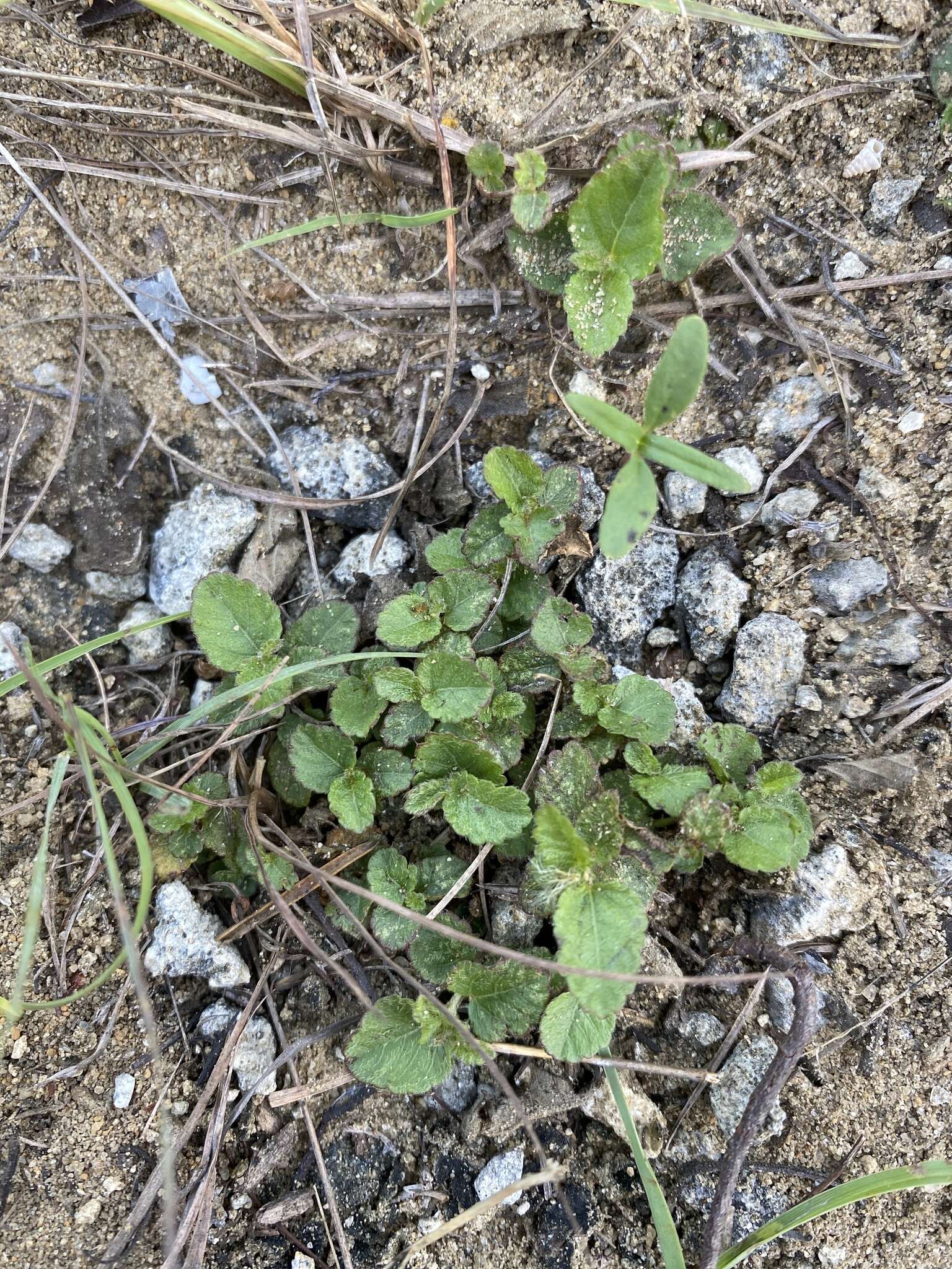 Image de Acalypha chamaedrifolia (Lam.) Müll. Arg.