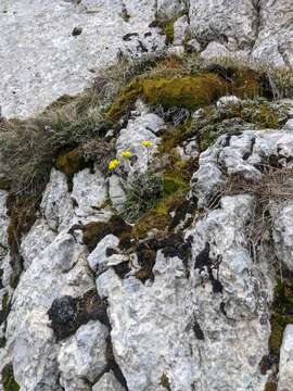 صورة Draba cuspidata M. Bieb.