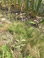 Image of Brazilian vervain