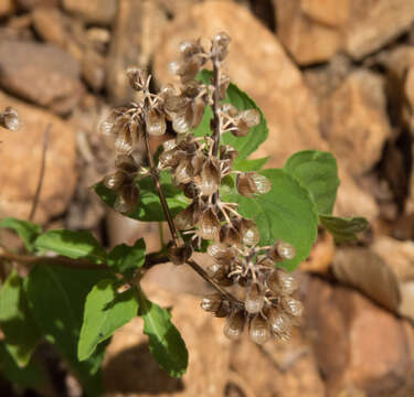 صورة Ocimum campechianum Mill.