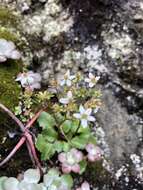 Image of Howell's Pseudosaxifrage