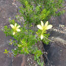 Image of Barleria rotundifolia Oberm.