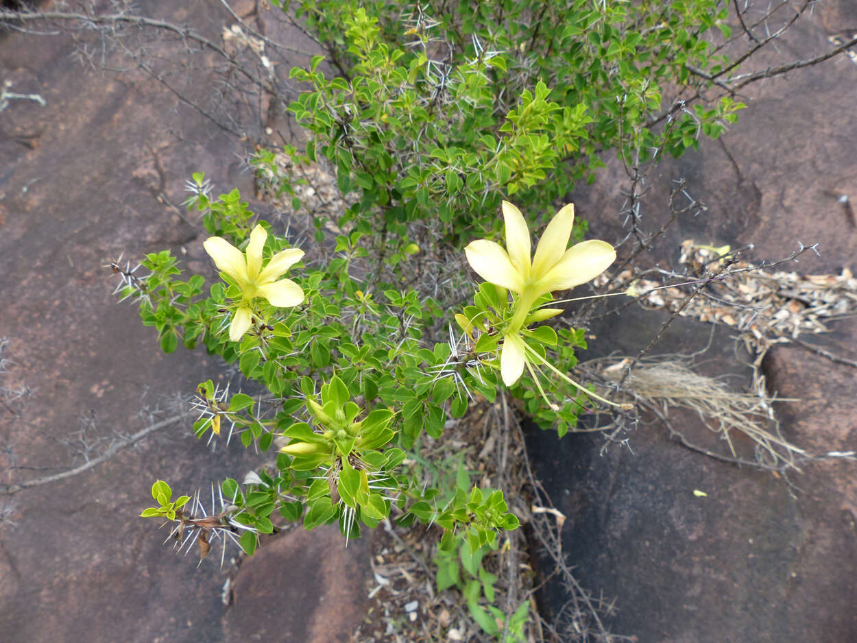 Image de Barleria rotundifolia Oberm.