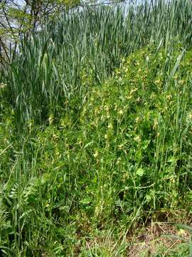 Sivun Vicia ciliatula Lipsky kuva