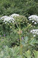 Plancia ëd Heracleum asperum (Hoffm.) Bieb.