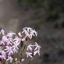 Image of Carphochaete wislizenii A. Gray