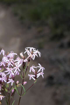 Image of Carphochaete wislizenii A. Gray