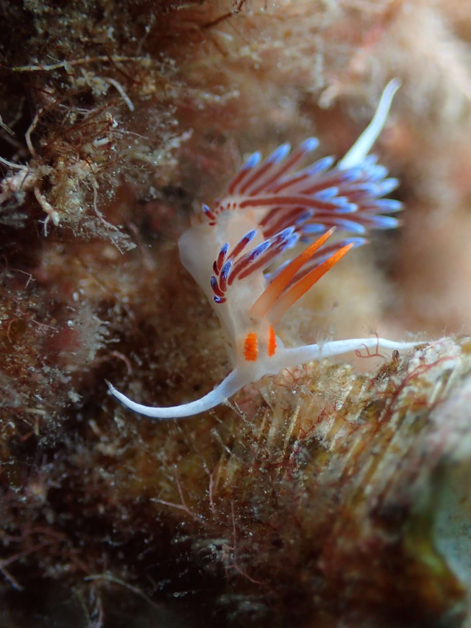 Image of Cratena Slug