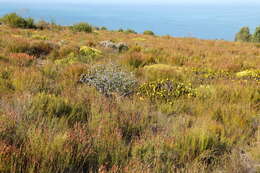 Image of Lobostemon trigonus (Thunb.) Buek