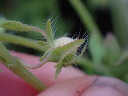 Nemophila breviflora A. Gray resmi