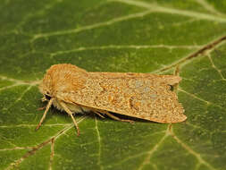 Image of blossom underwing