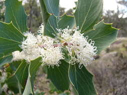 Image of Hakea cristata R. Br.