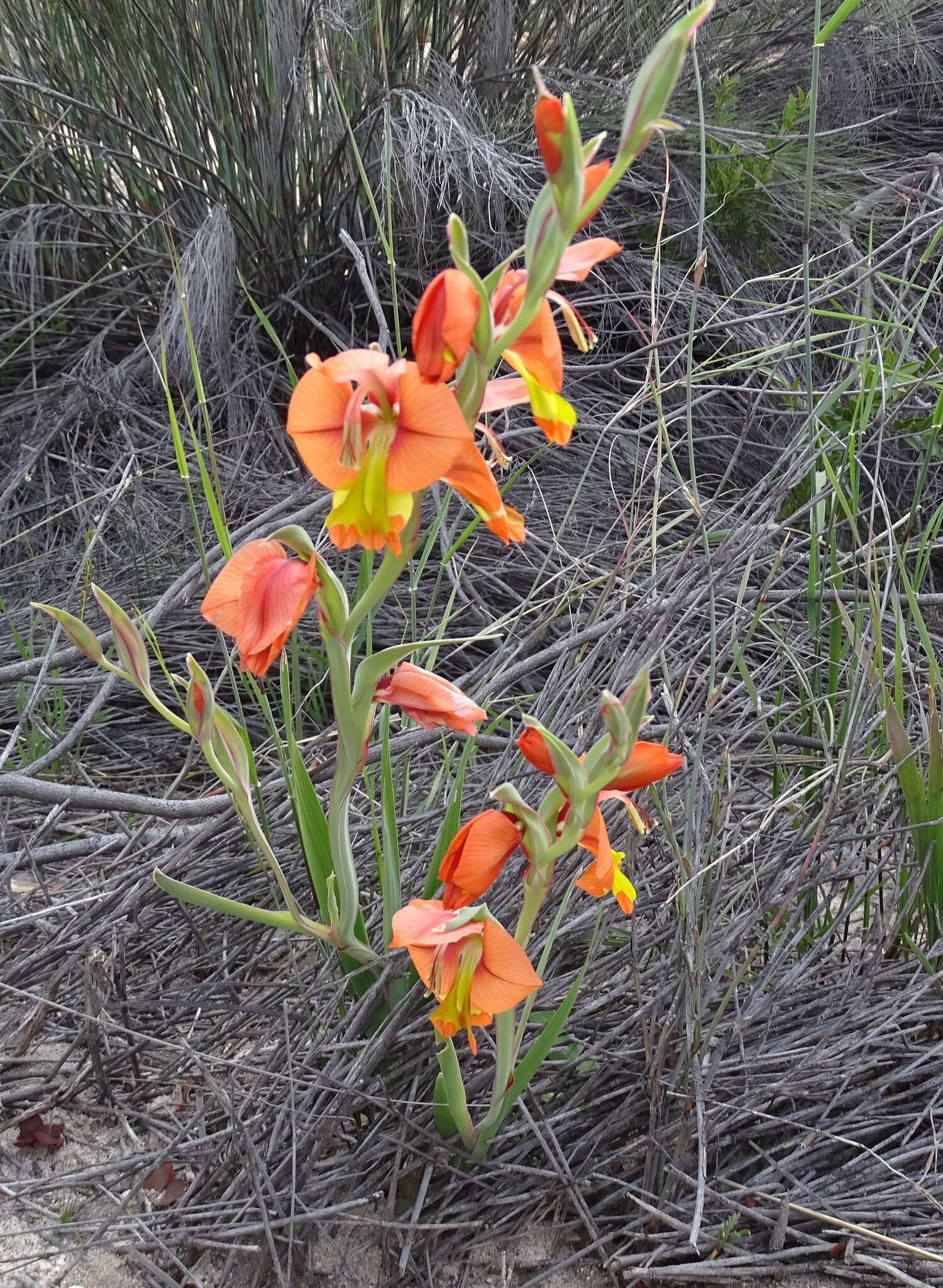 Imagem de Gladiolus pulcherrimus (G. J. Lewis) Goldblatt & J. C. Manning