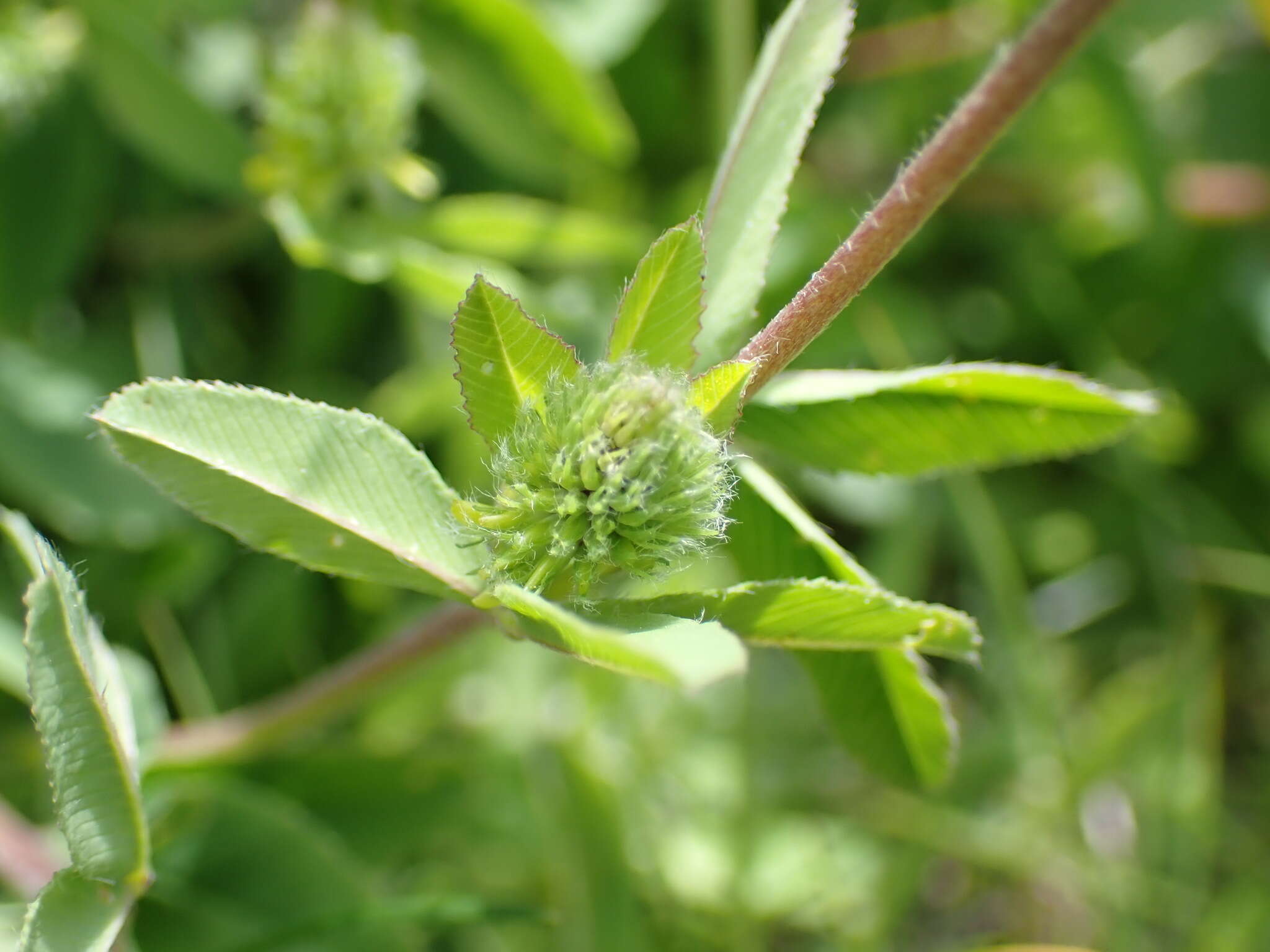 Image of brown clover