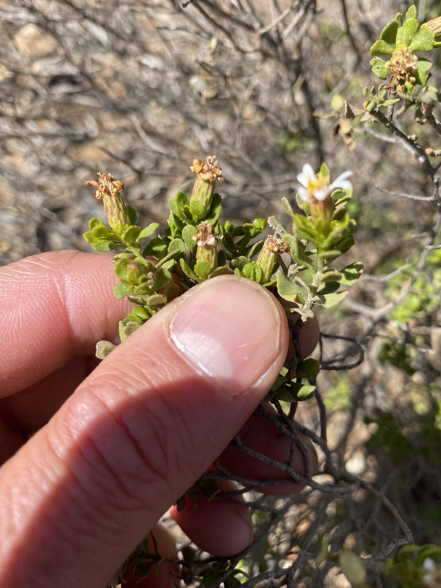 Image de Olearia muelleri (Sonder) Benth.