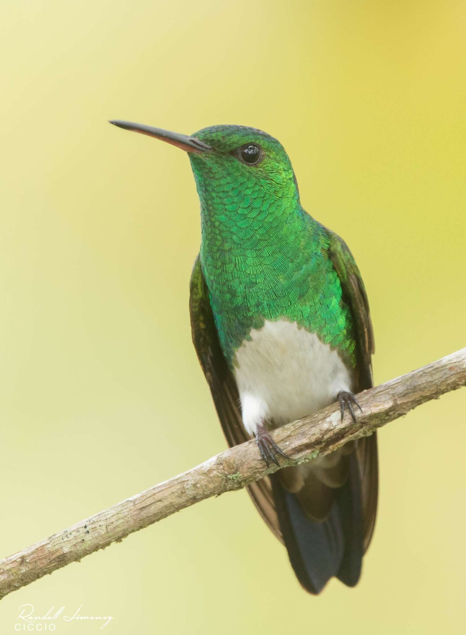 Image of Snowy-bellied Hummingbird