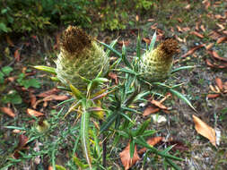 Image of Cirsium kosmelii (Adams) Fisch. ex Hohen.