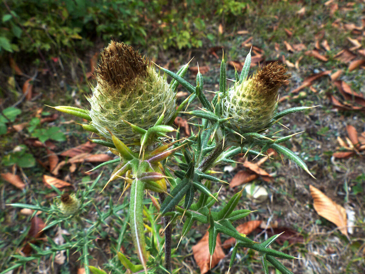 Image of Cirsium kosmelii (Adams) Fisch. ex Hohen.