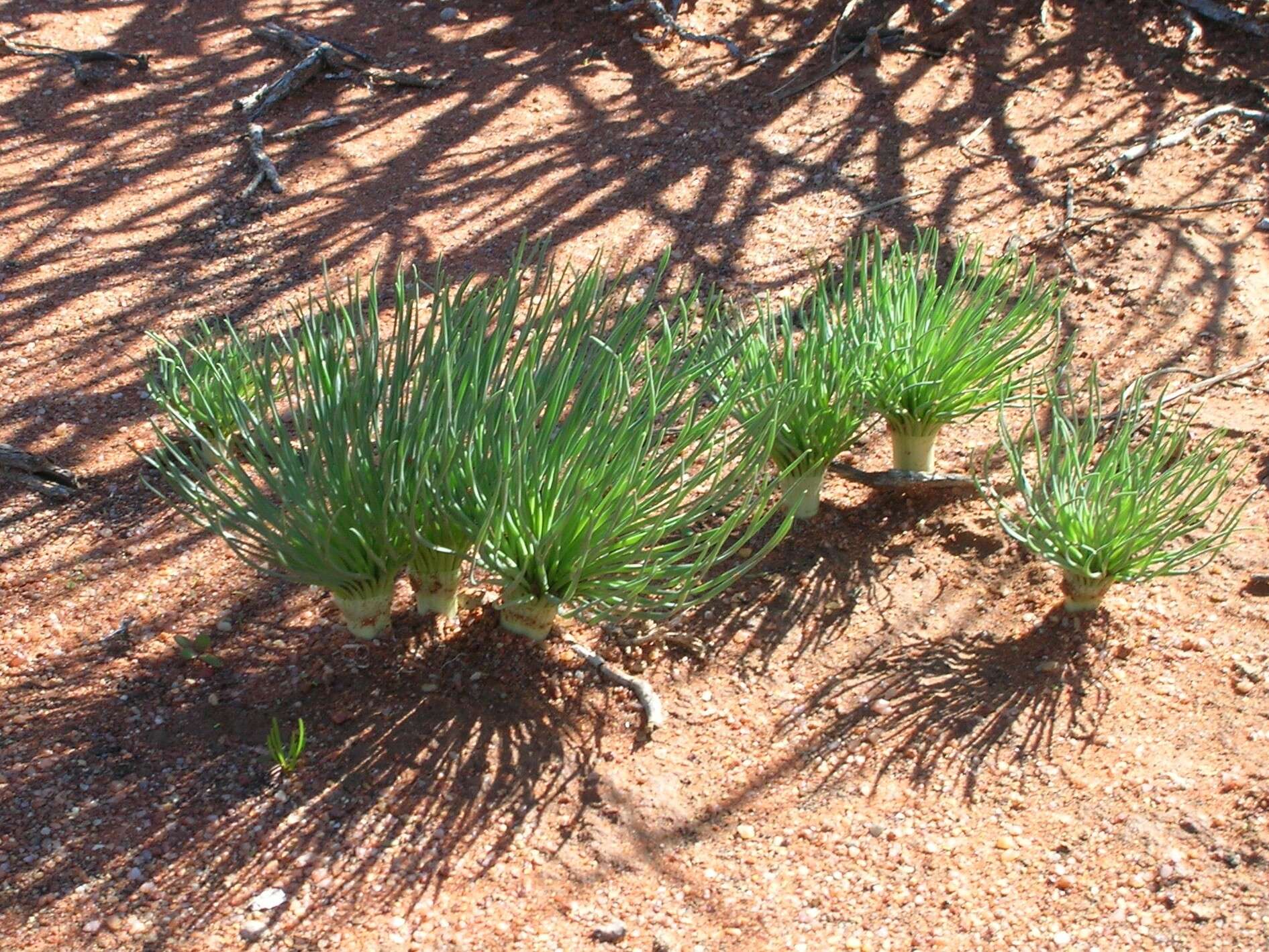 Image de Gethyllis grandiflora L. Bolus