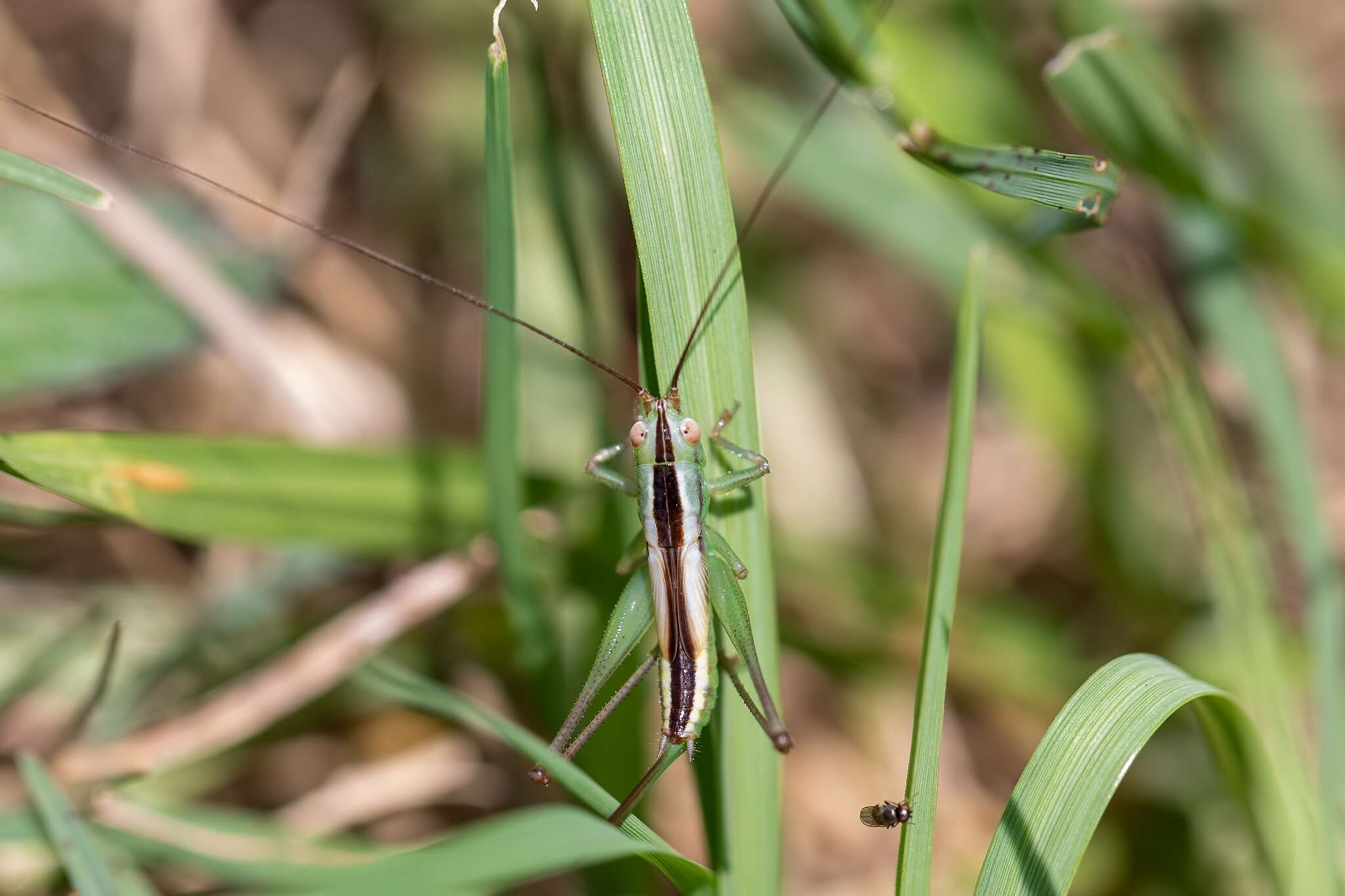 Image of Graceful Meadow Katydid