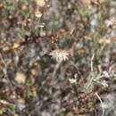 Слика од Pleurocoronis laphamioides (Rose) R. King & H. Rob.