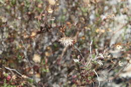 Pleurocoronis laphamioides (Rose) R. King & H. Rob.的圖片