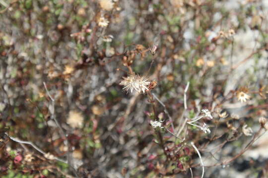 Слика од Pleurocoronis laphamioides (Rose) R. King & H. Rob.