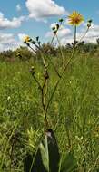 Image of prairie rosinweed