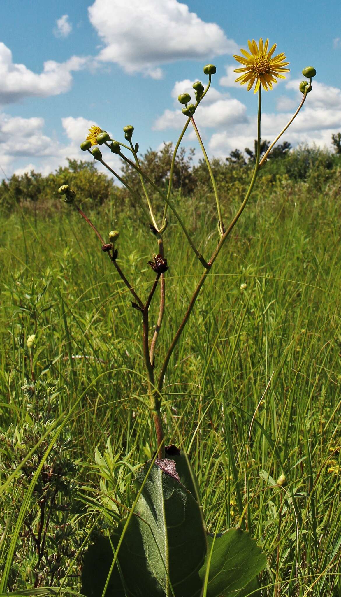 Image de Silphium terebinthinaceum Jacq.